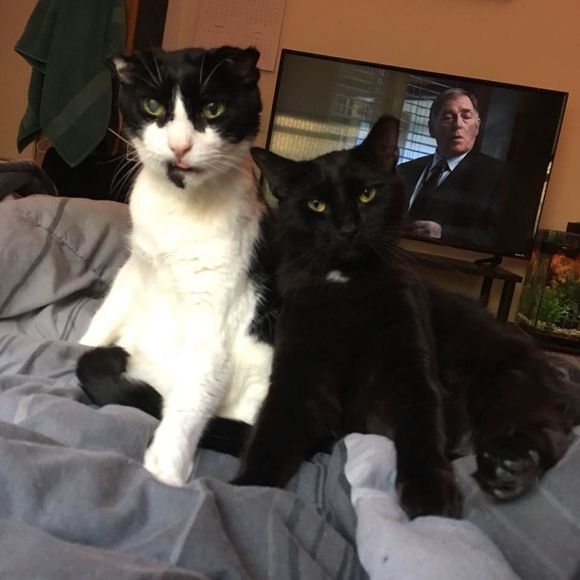 Meet your Posher, Chris - Picture 1 of 1